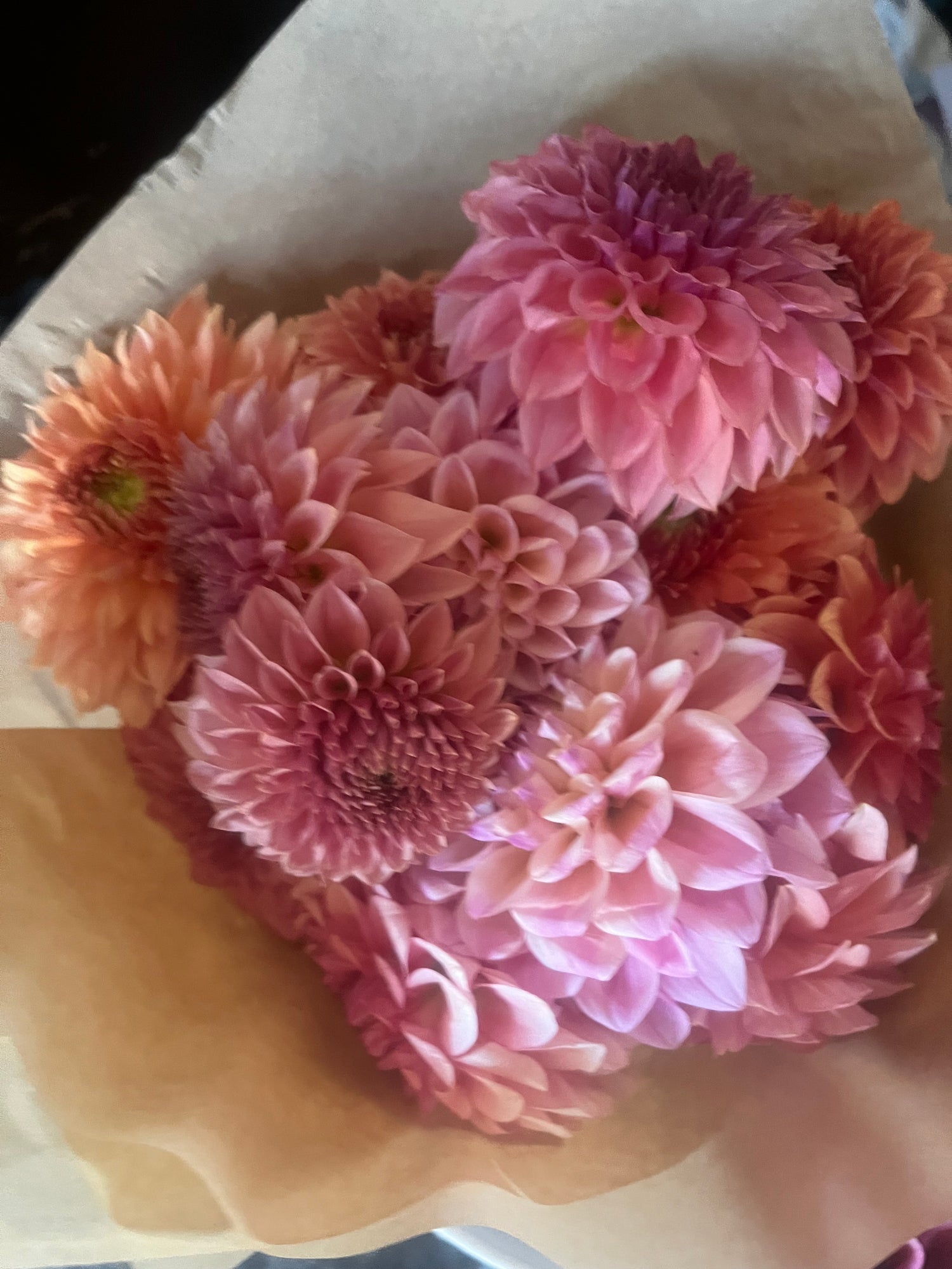 Decorative Dahlias