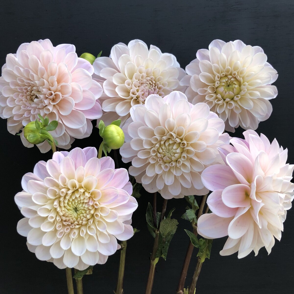 Cut Flower Dahlias