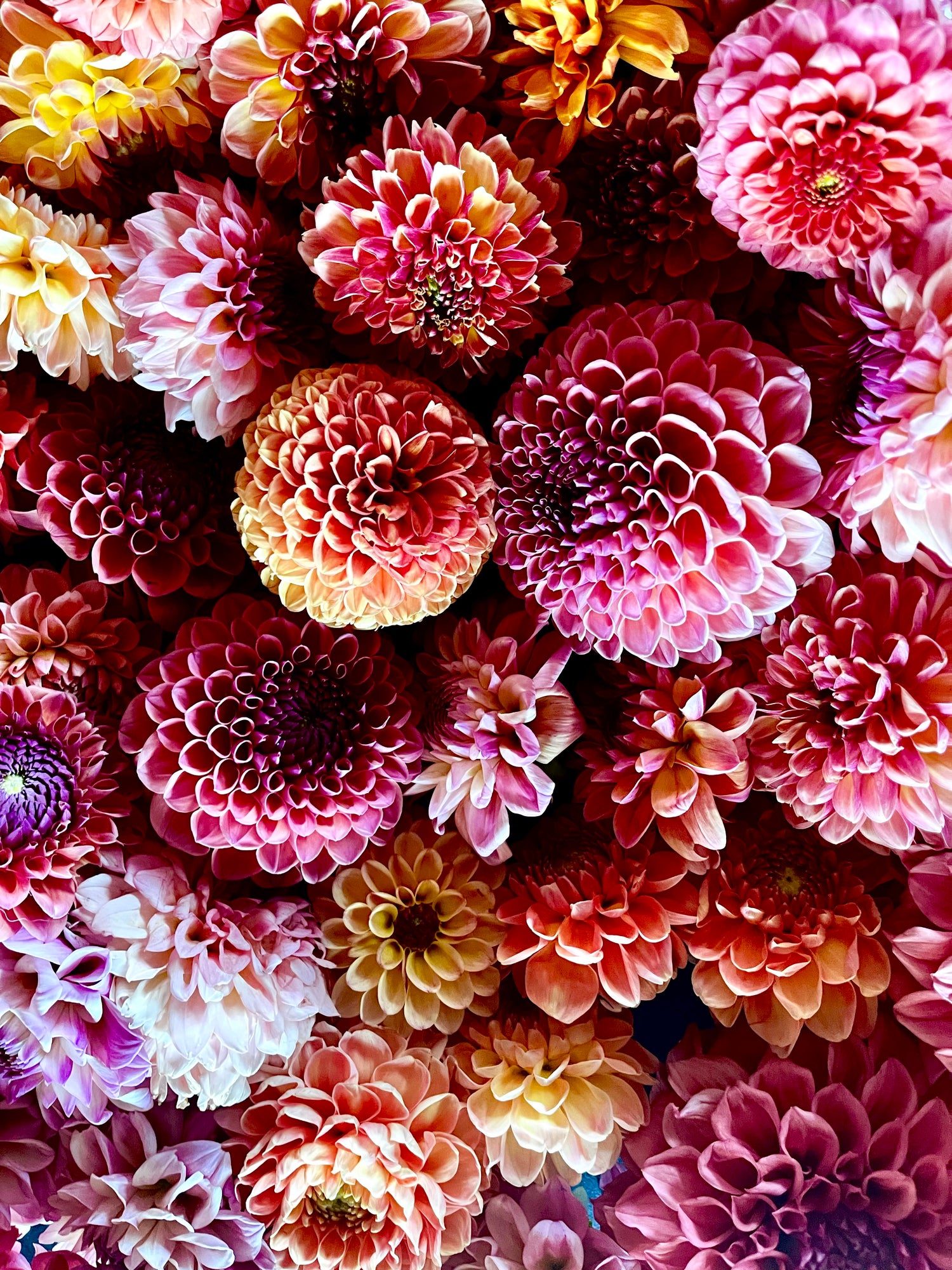 Ball Dahlias