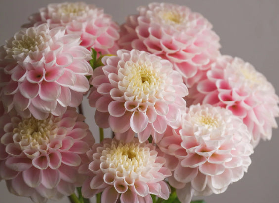 その他 DAHLIA Clearview Dahlias will also be returning to our next sale