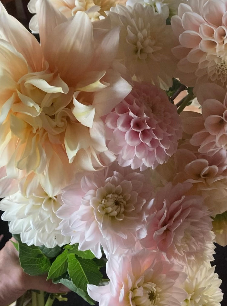 Medium bouquet whole subscription or seasonal Subscription