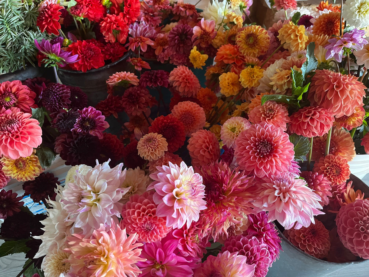 Mystery Dahlia Tubers qty 10