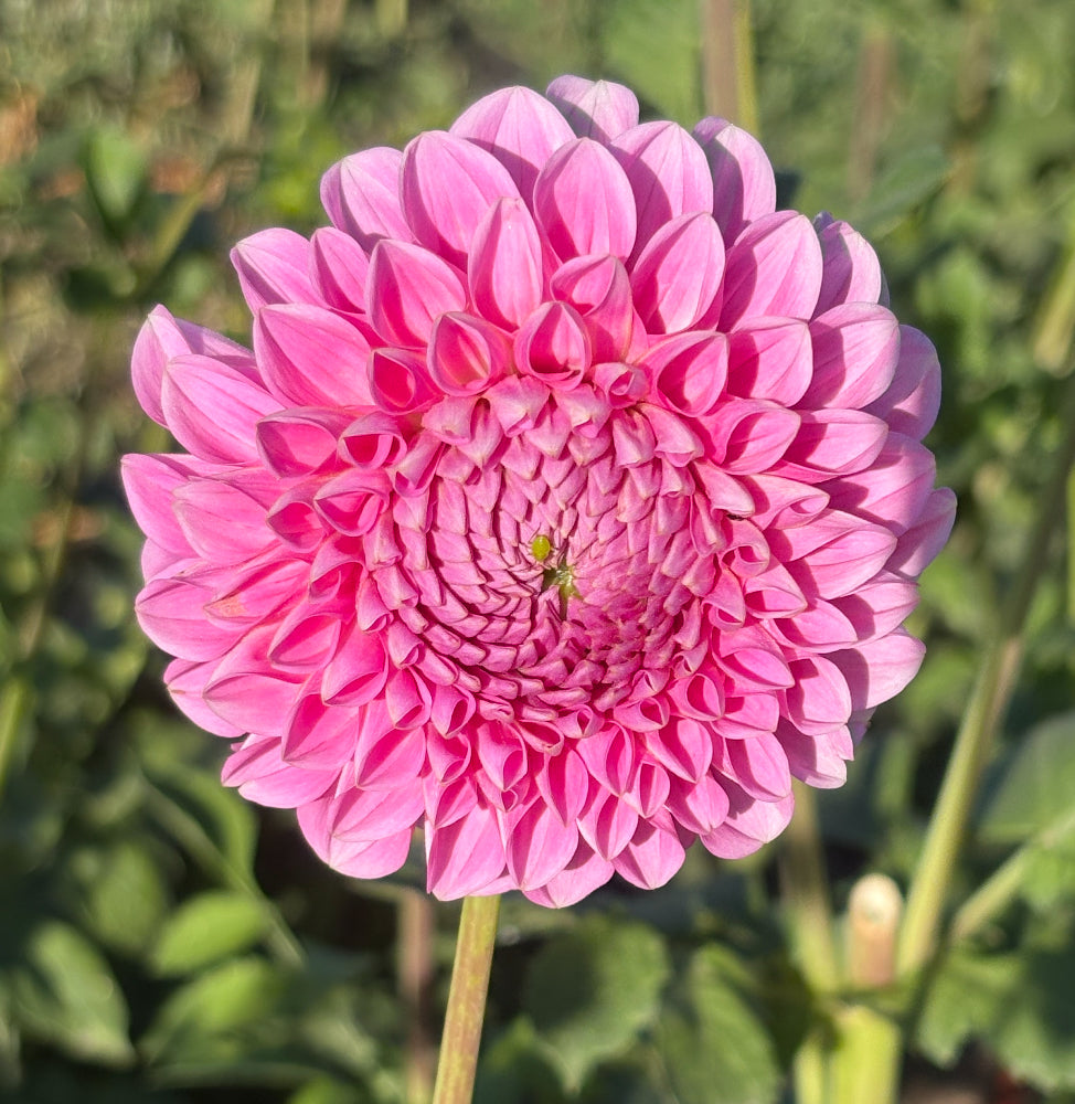 ダンス+バレエ type zero butterfly / Dahlia coral pink Sweet Fabienne Dahlia – Spokane Flowers and Produce Delivery