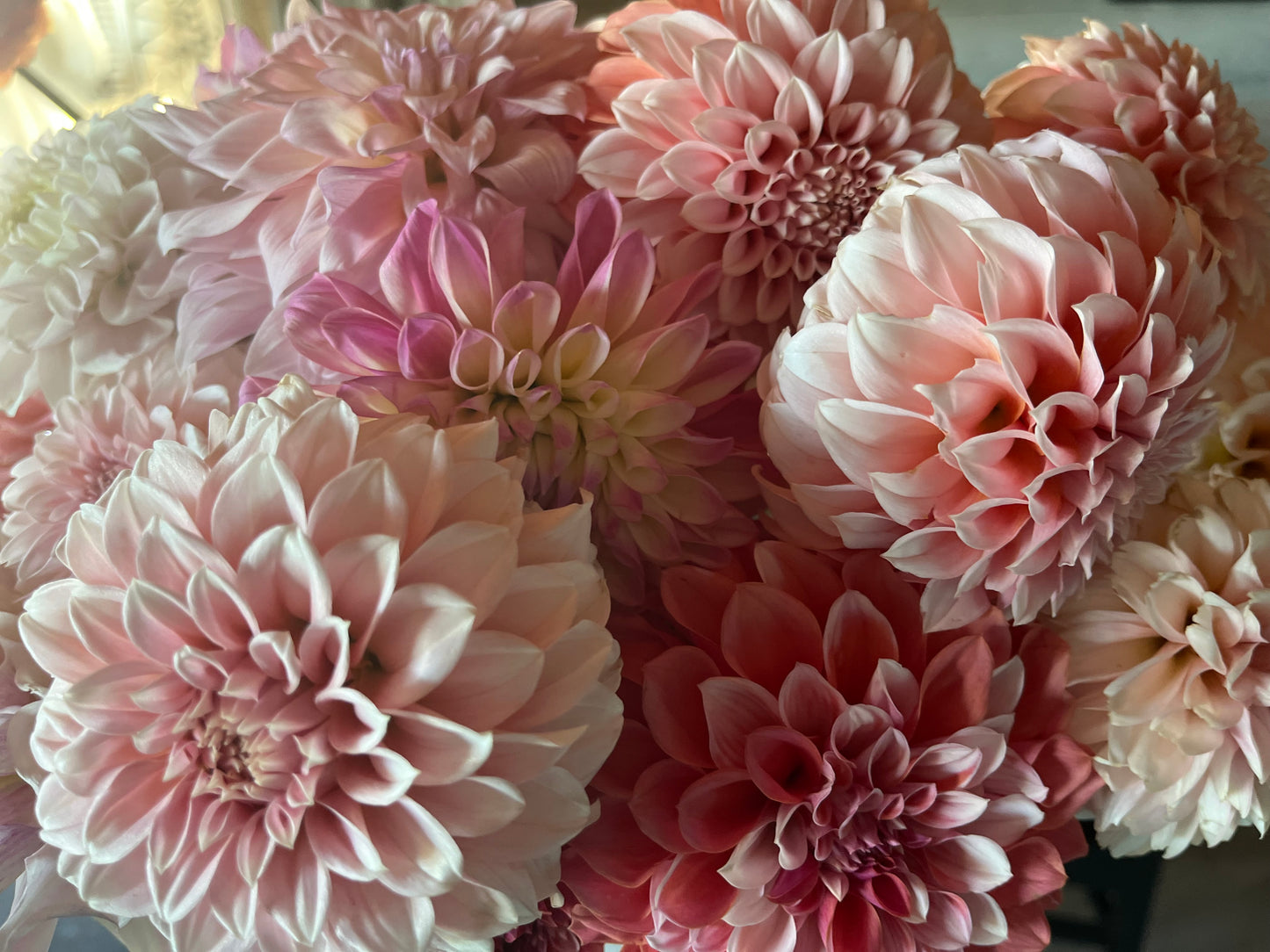 Mystery Dahlias Tubers qty 5