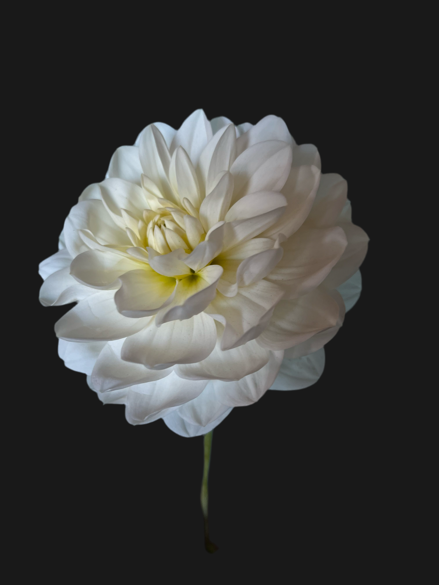 WL White Onesta (Spring Ship)