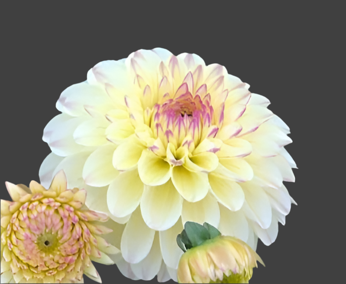 Isa's Favorite Dahlia (Spring Ship) – Spokane Flowers and Produce