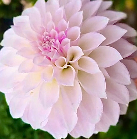 KA Bella Luna ™ Spring