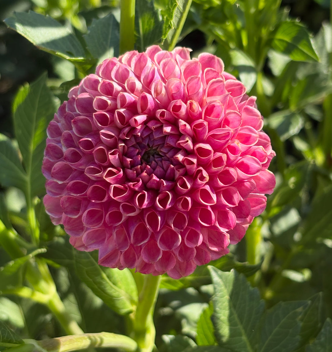 Caitlin’s Joy Dahlia