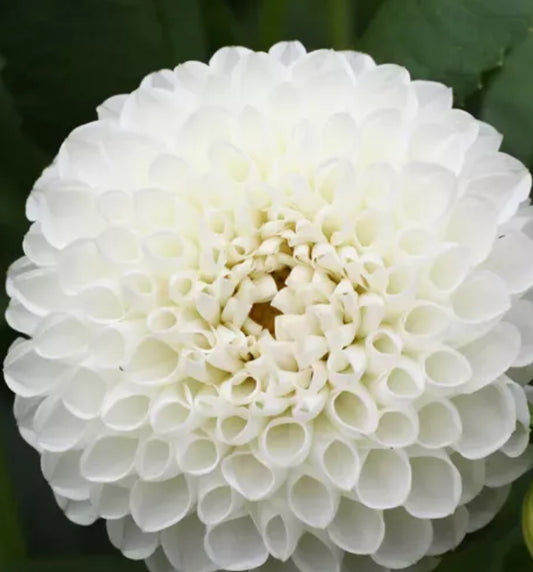 White Aster Pompon Dahlia (Spring Ship)
