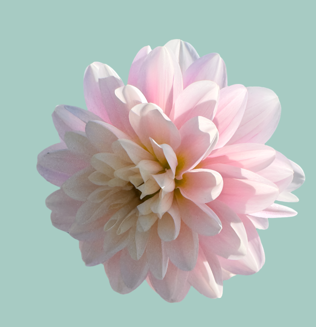 Bracken Ballerina – Spokane Flowers and Produce Delivery
