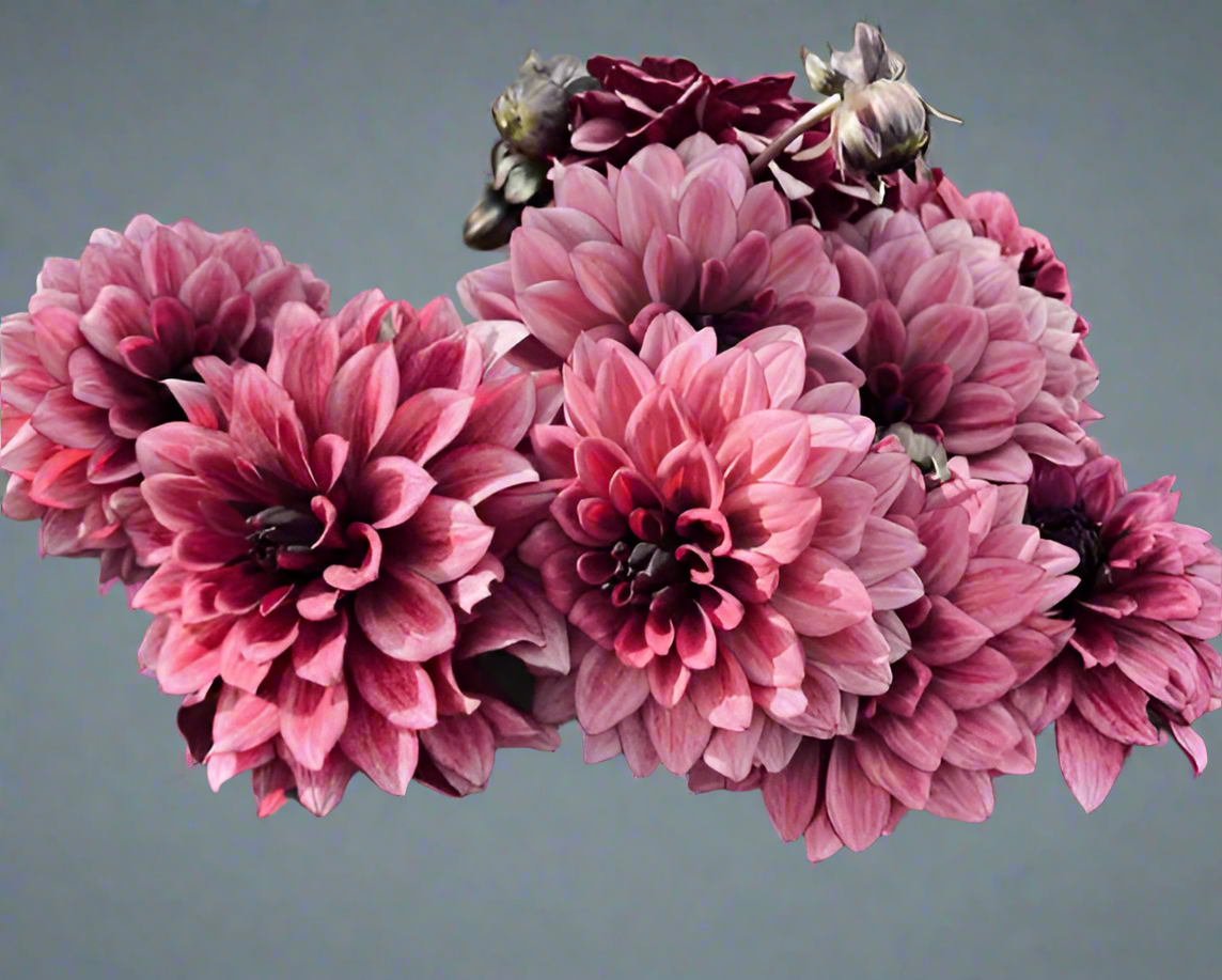 Night Silence Decorative Dahlia