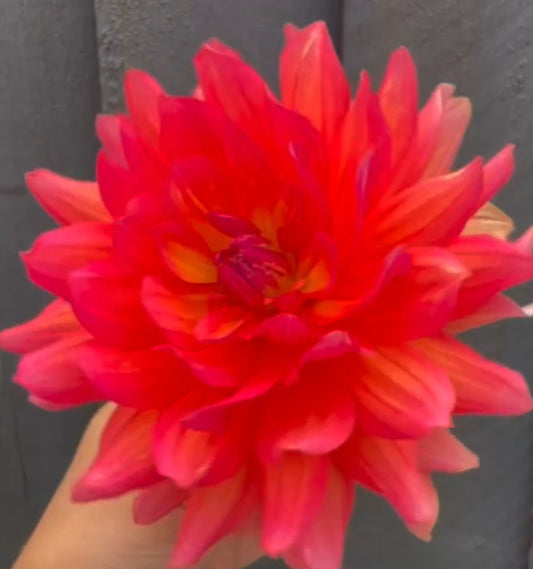 WL Firepot Dahlia (Spring Ship)