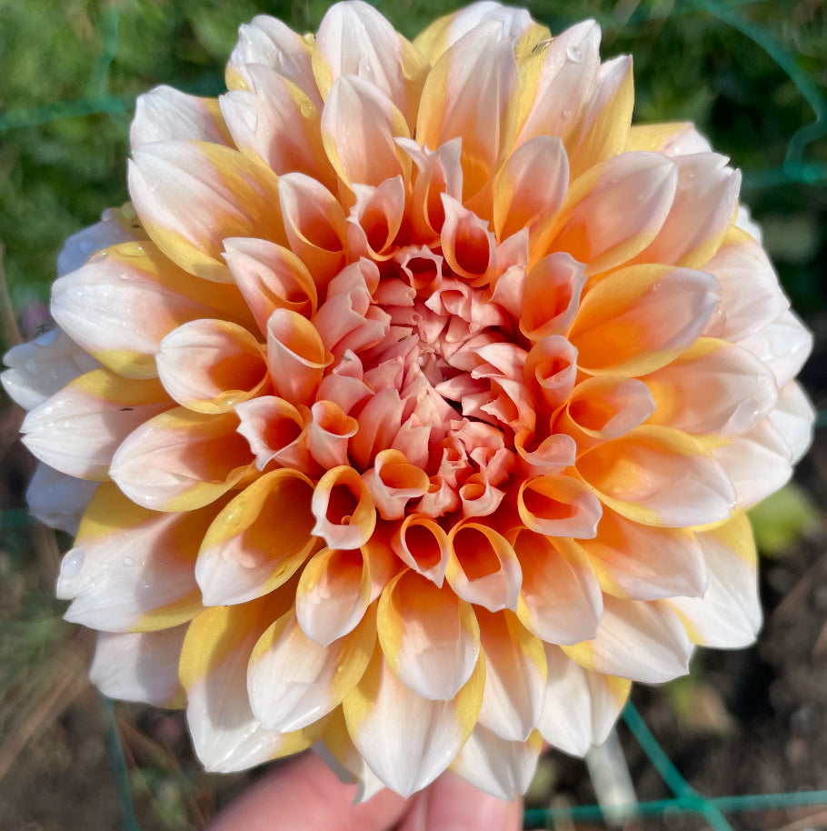 HH Orange Ice