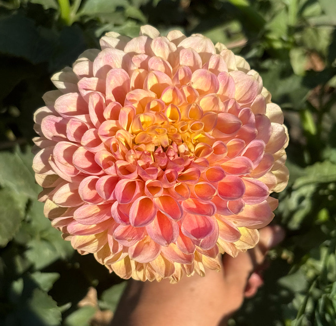 Jowey Nicky Dahlia (Spring