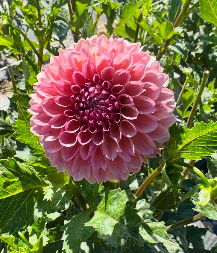 Bracken Rose US