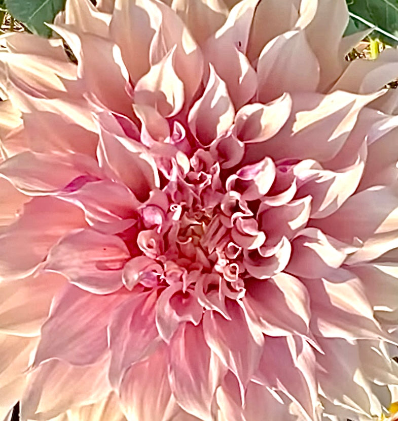 KA Lavender Blush ™Ships Spring