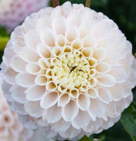 White Wizard Dahlia (Spring Ship)