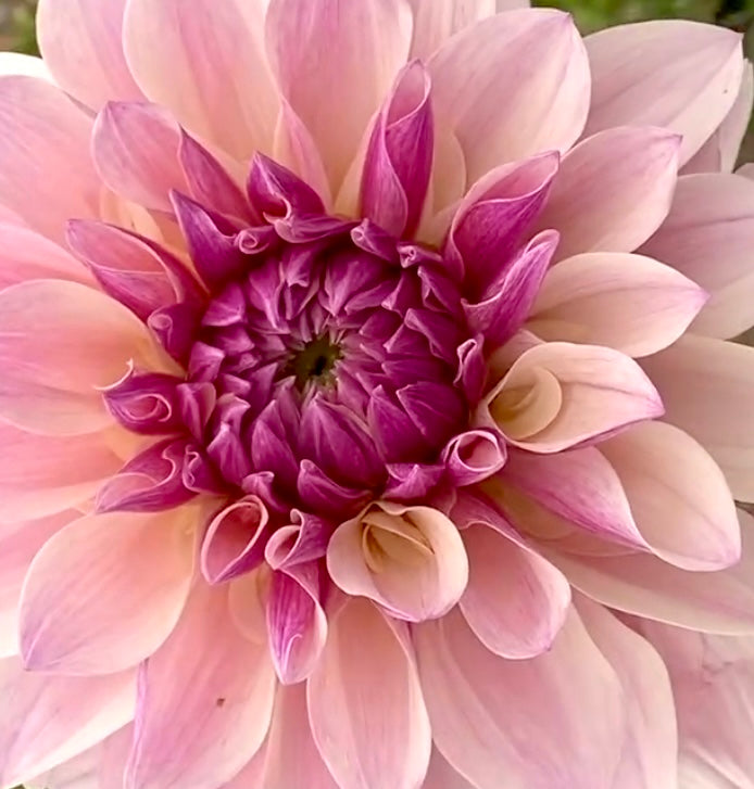 KA Penny Lane ™ Spring