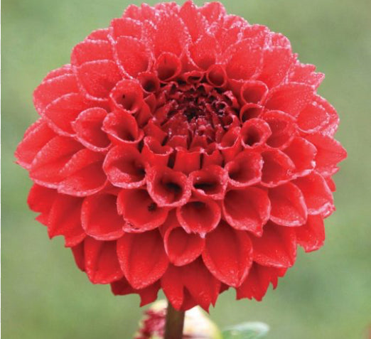 Red Cap Ball Dahlia (Ships in Spring)