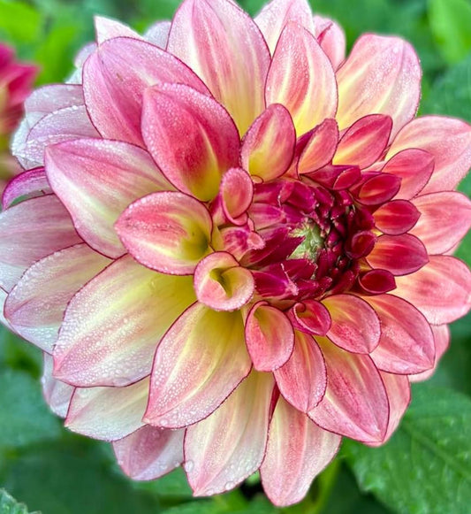 KA Mocha Katie ™ Ships Spring