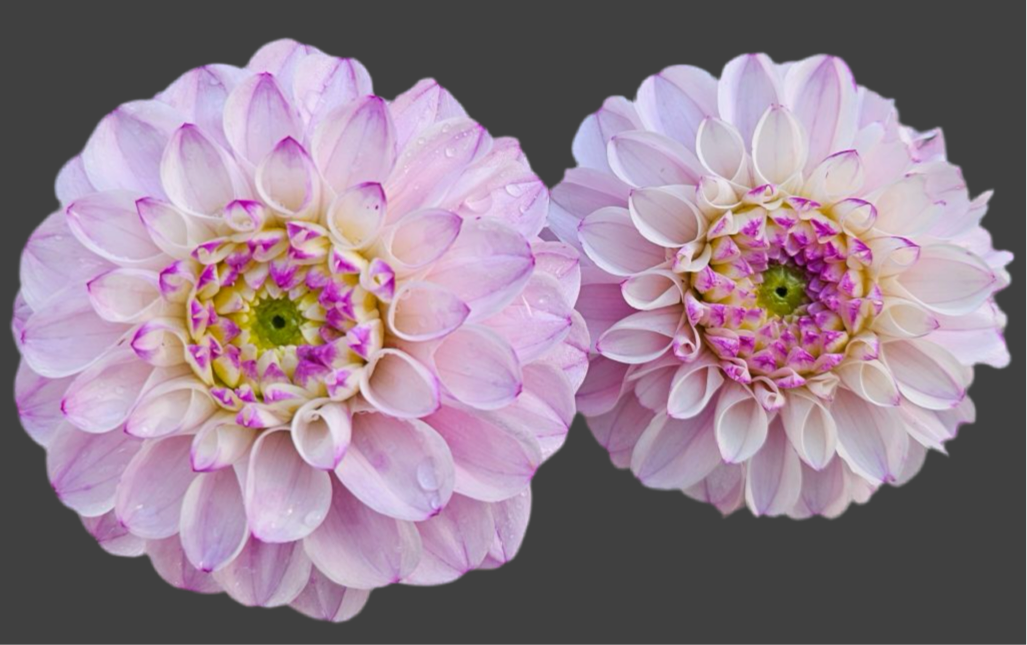 Genova Dahlia (Spring Ship)