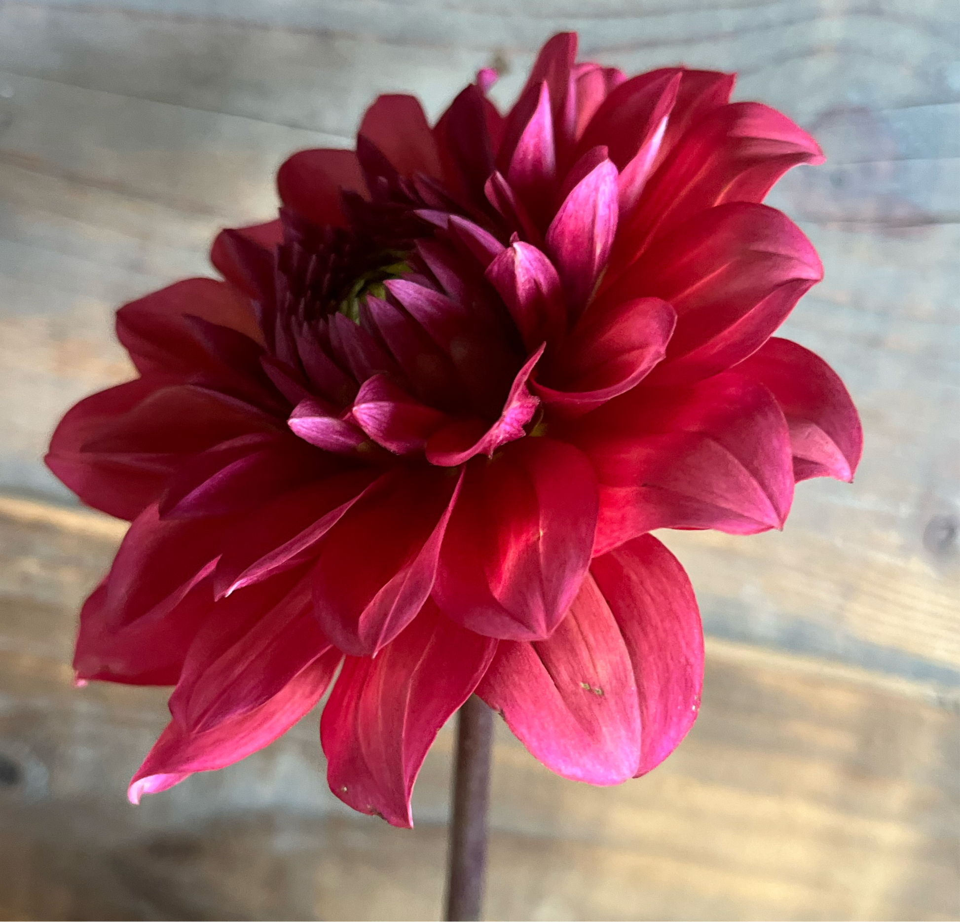 American Dawn Dahlia
