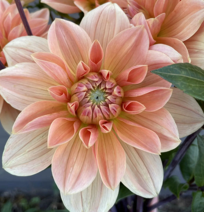 Yvonne Dahlia (Spring Ship) Spokane Flowers and Produce Delivery