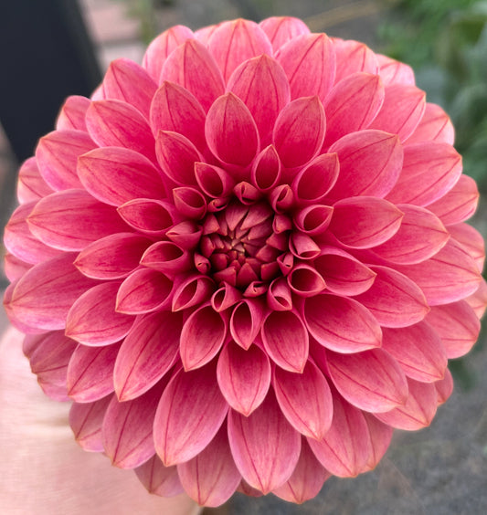 Ka Keltie Rose Tuber