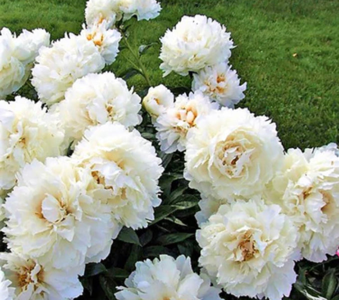 Large Bouquet Subscriptions