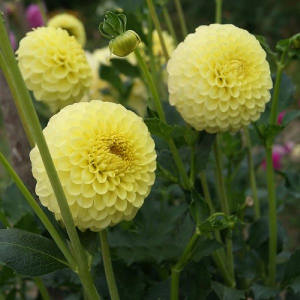 Golden Torch Dahlia (ships in Spring)