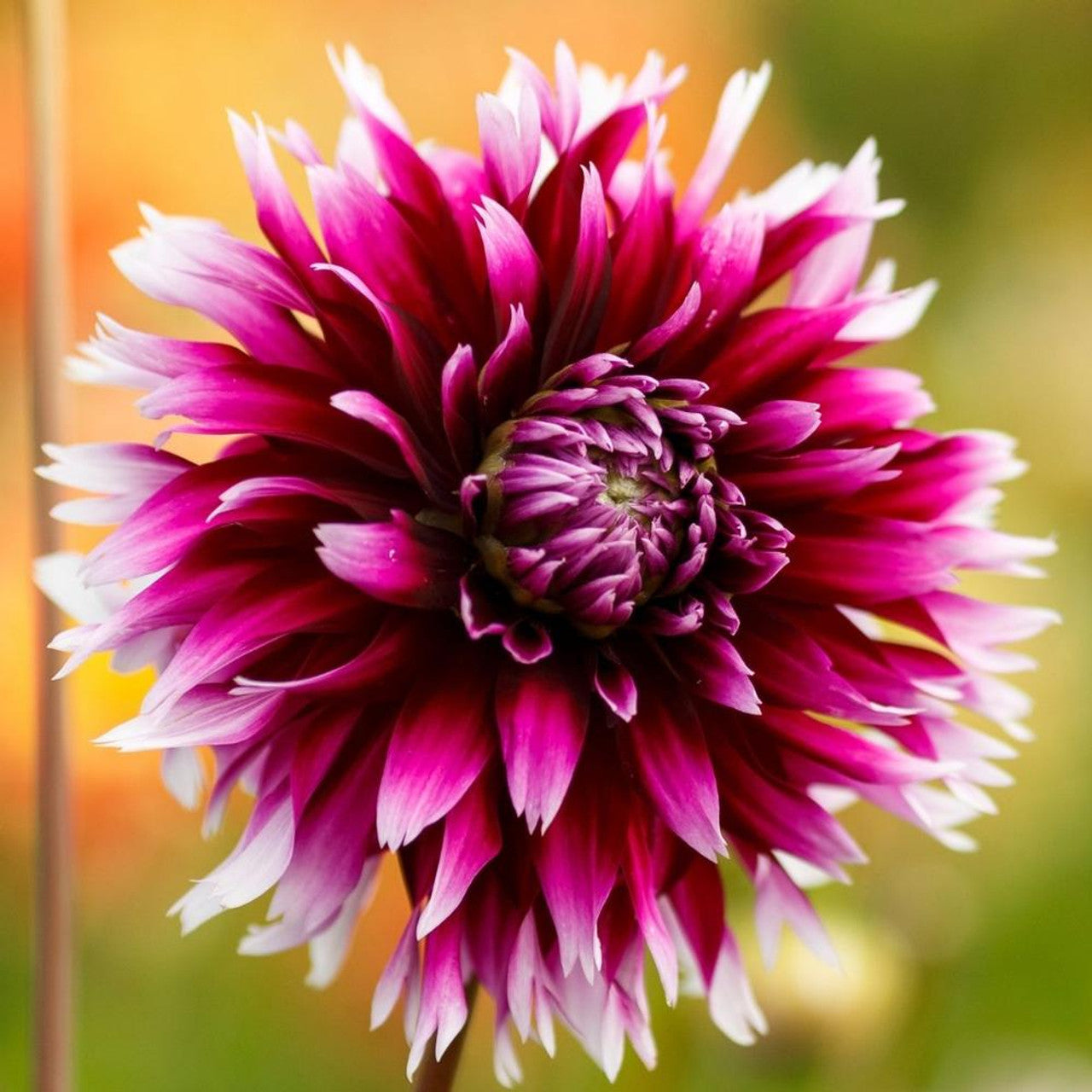 Aluana Clair Obscur Cactus Dahlia