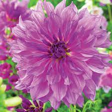 Lavender Ruffles Dinner Plate Dahlia