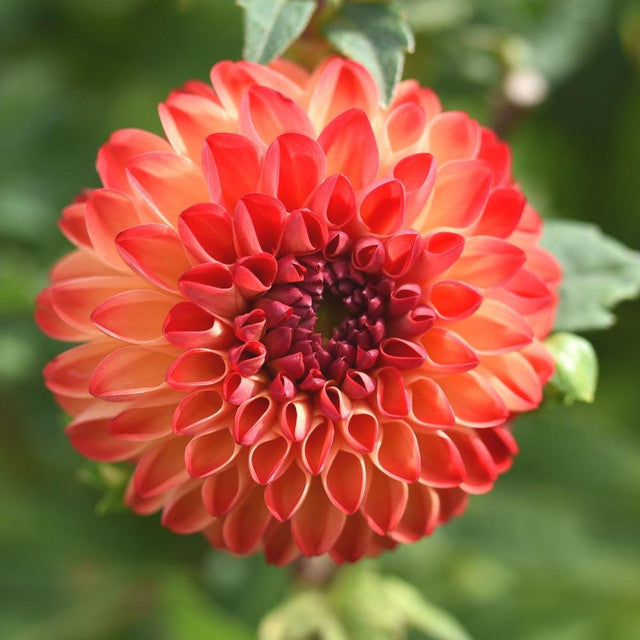 Mirella Ball Dahlia (Ships in Spring)