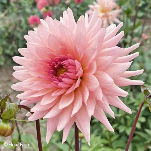 Preference Cactus Dahlia (Spring Ship)
