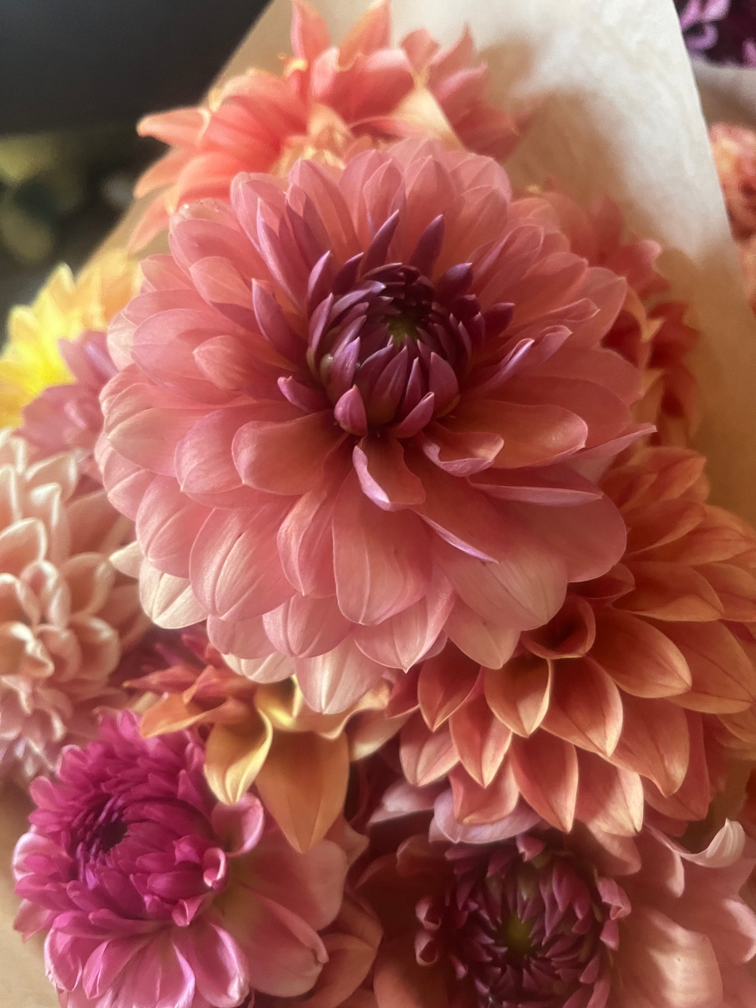Waterlilys