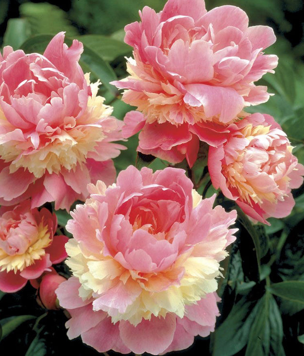 Sorbet Peony (Spring Ship)