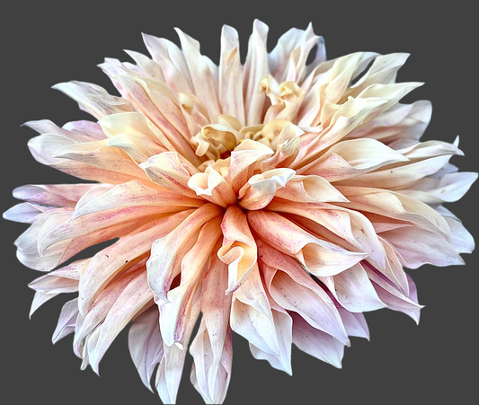 Cafe de Paris Dahlia (Spring Ship)