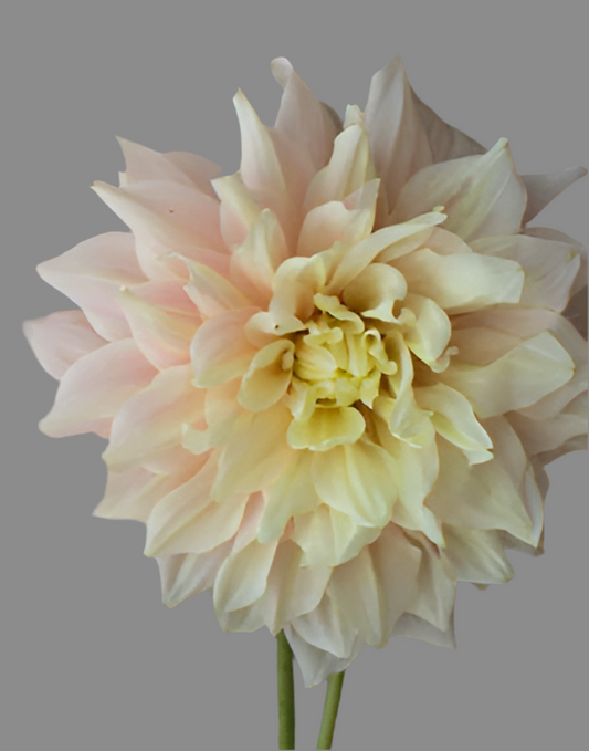 Break Out Dahlia (Spring Ship 2026