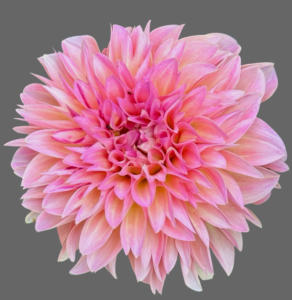 Esli Dahlia (Spring Ship)