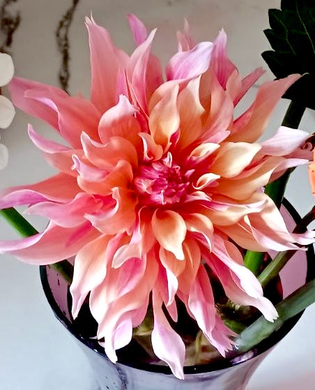 Giant Dahlias