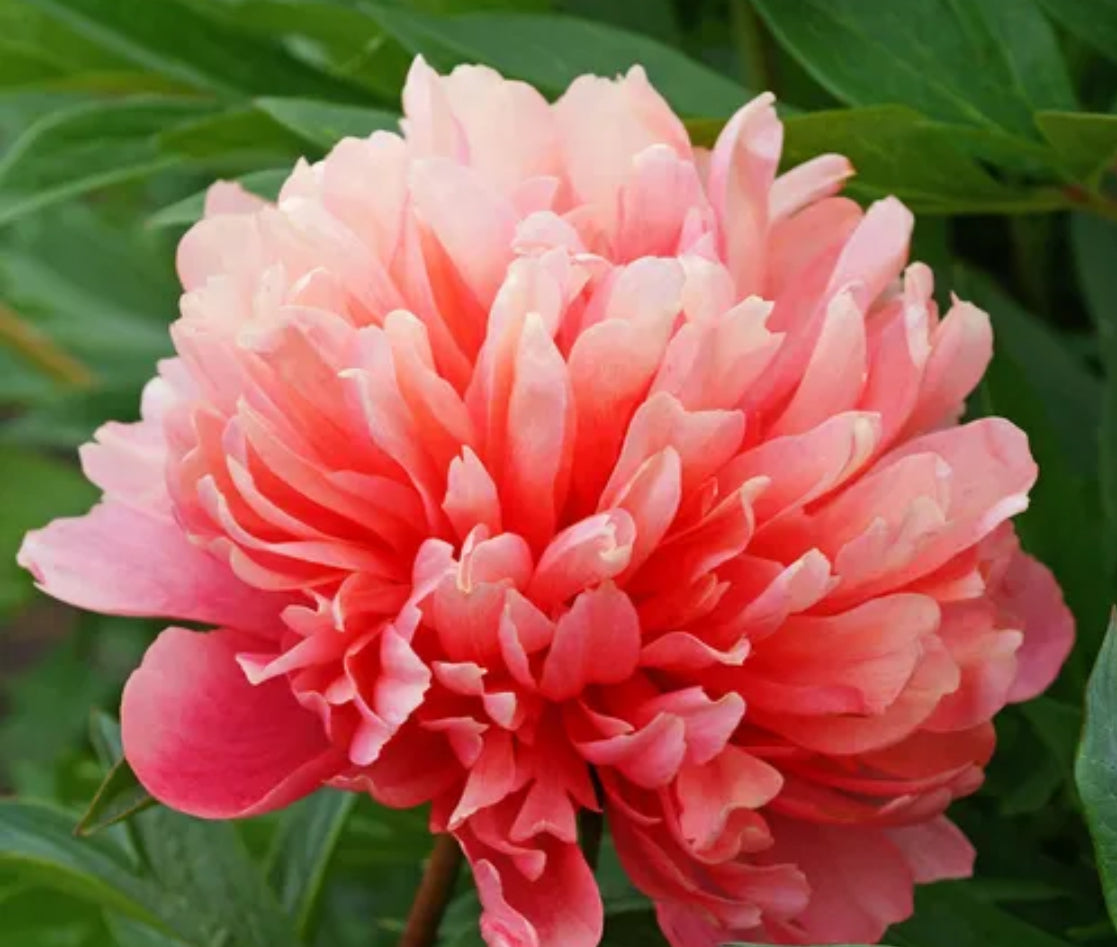 Lorelei Peony (Fall Ship)