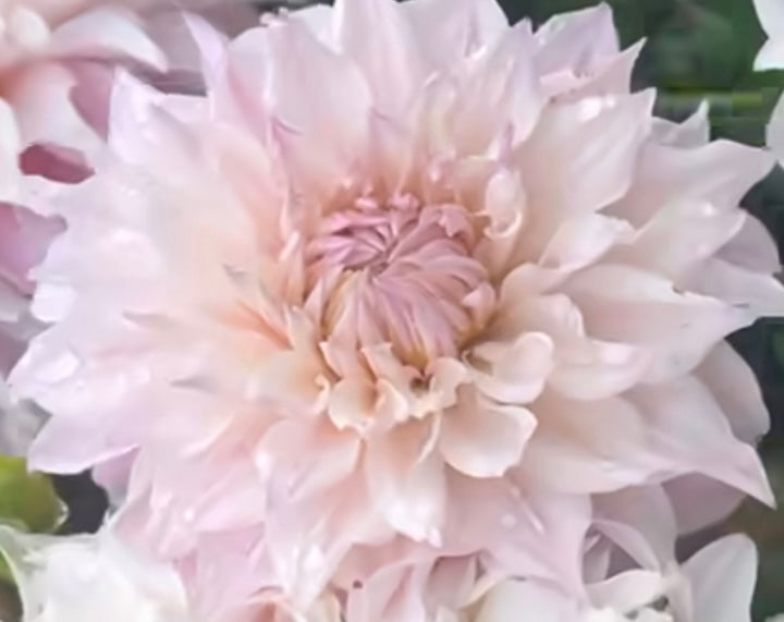 KA Chiffon ™ Cutting Ships Spring Spokane Flowers and Produce