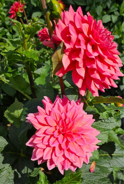 Salmon Runner Dahlia (Spring Ship)