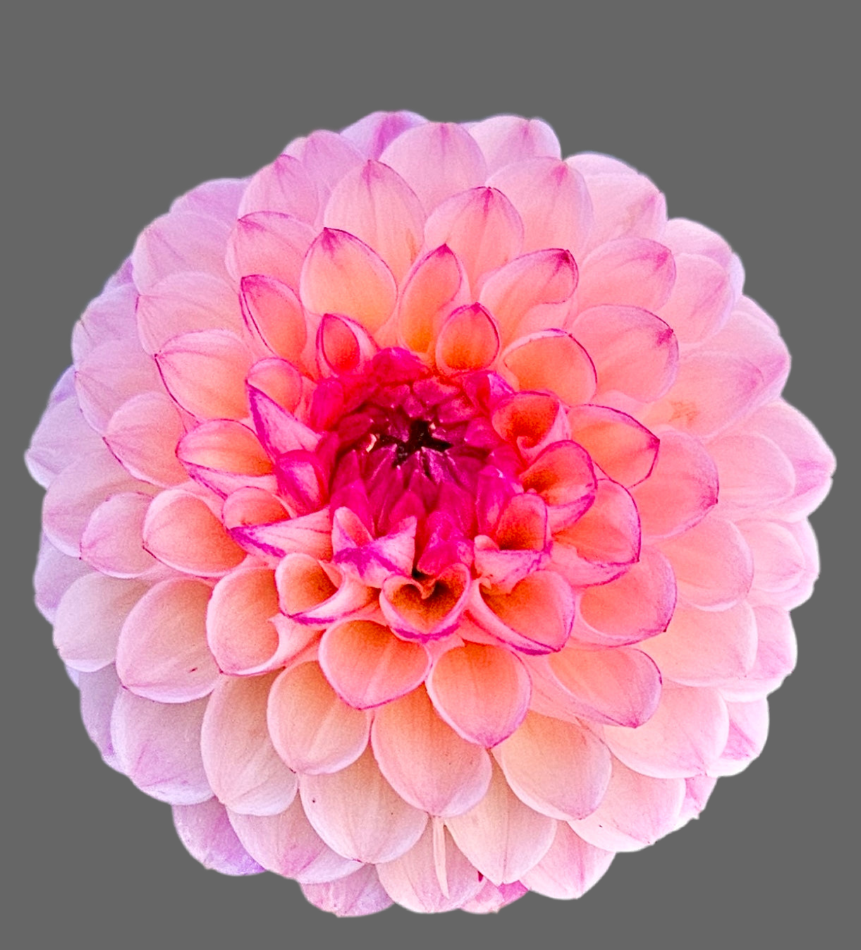 Wine eyed Jill DreamDecorative Dahlia (Spring Ship)