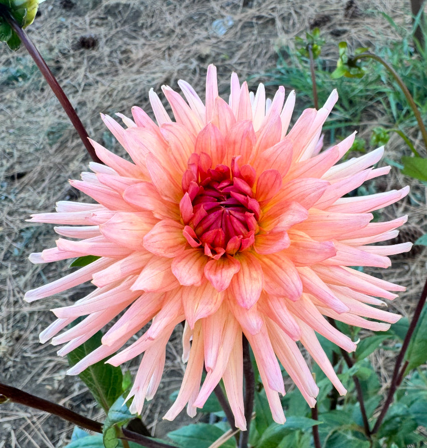 Cactus Dahlias