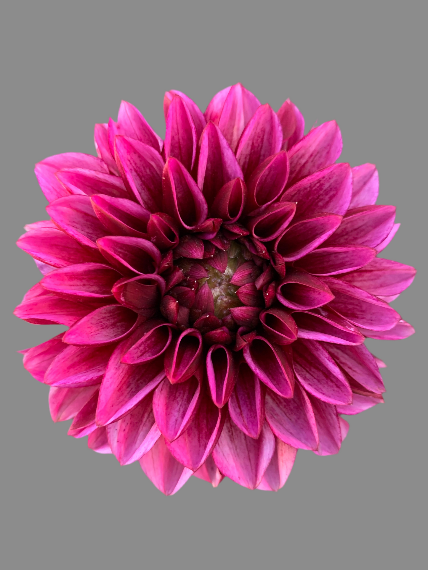 Seniors hope Decorative Dahlia (Spring Ship)