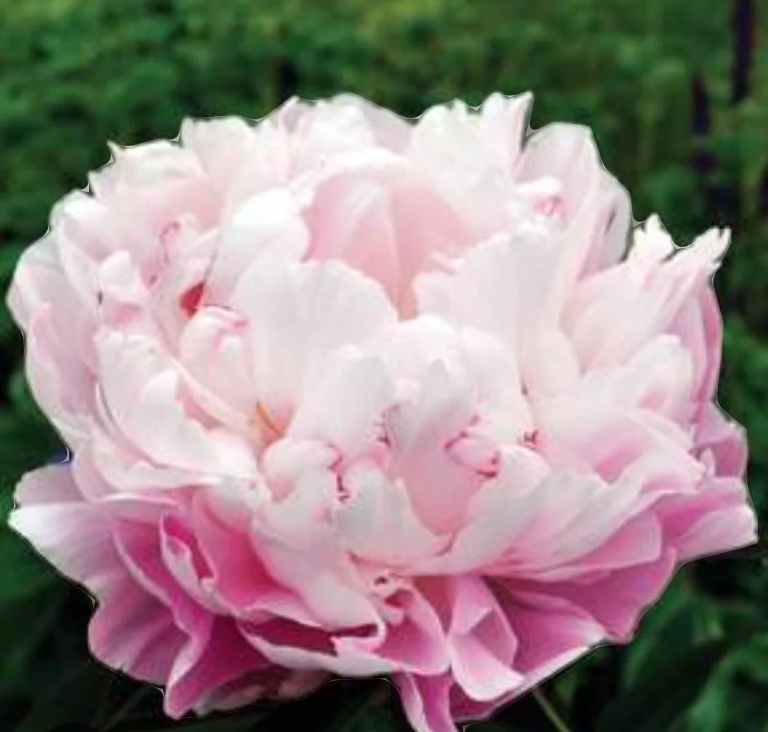 Lady Alexandra Peony (Fall Ship)