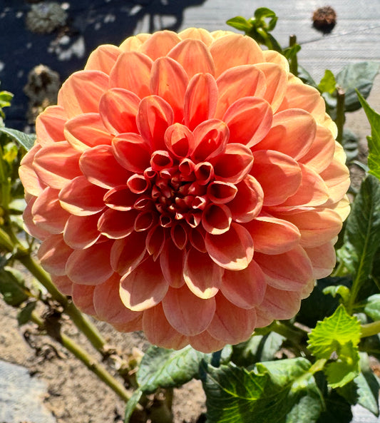 Rose toscano