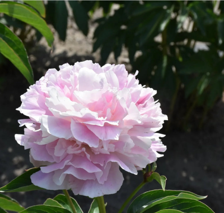 Catharina Fontijn Peony (Fall Ship)