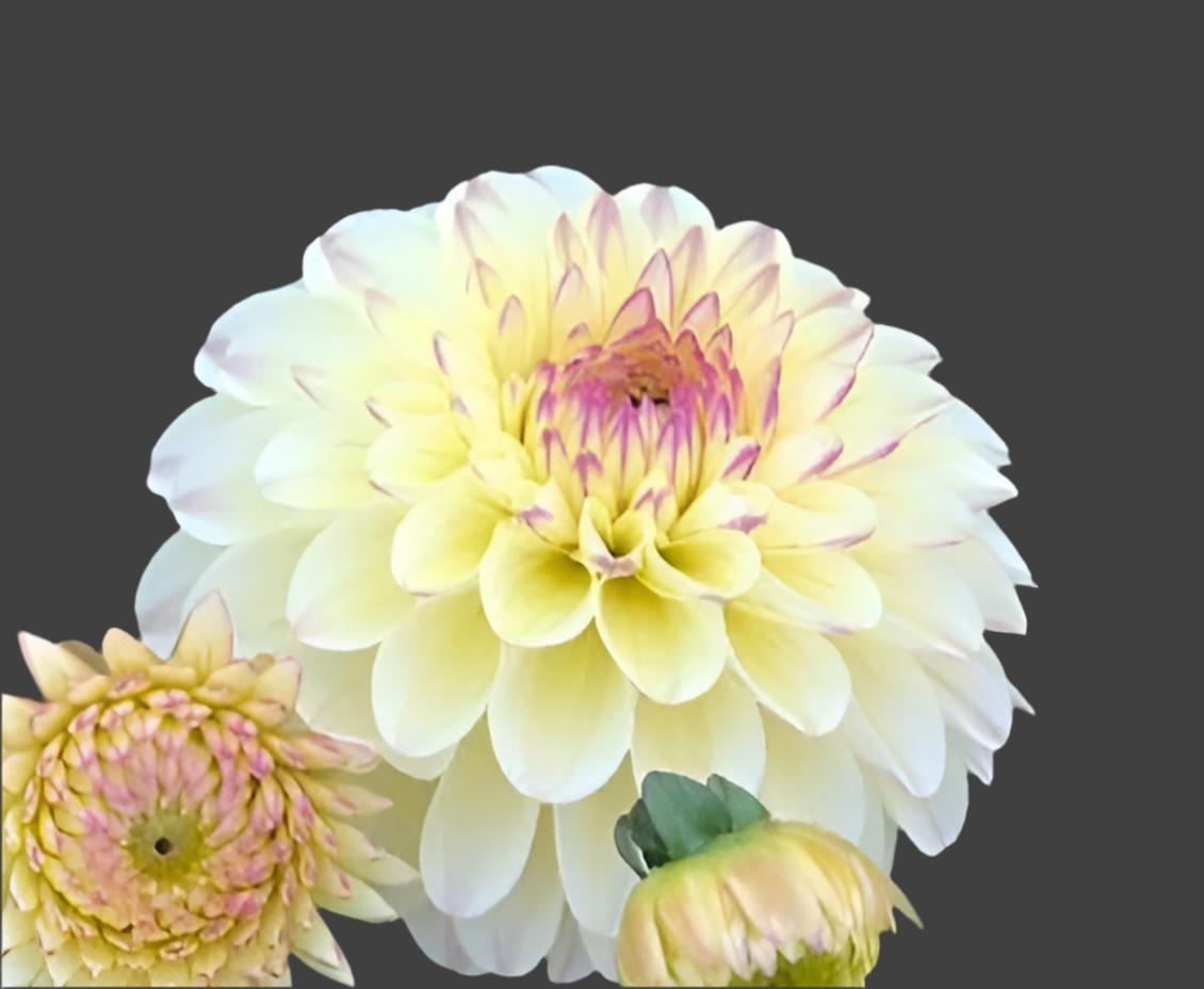 Isa’s Favorite Dahlia (Spring Ship)